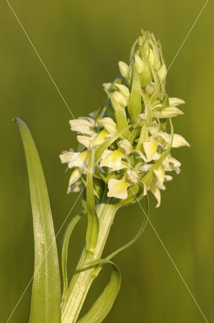 Dactylorhiza incarnata subsp. ochroleuca