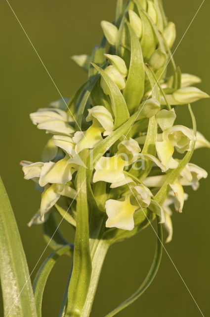 Dactylorhiza incarnata subsp. ochroleuca