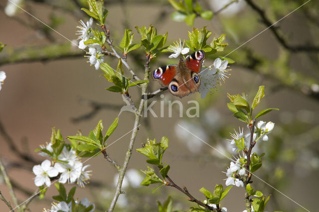 Dagpauwoog (Inachis io)