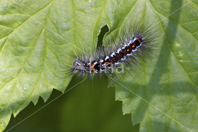 Donsvlinder (Euproctis similis)