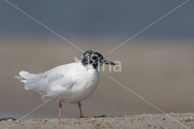 Dwergmeeuw (Larus minutus)