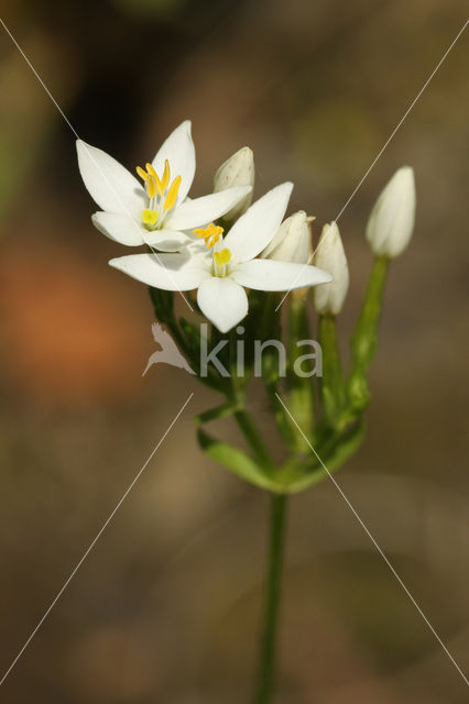 Echt duizendguldenkruid (Centaurium erythraea)