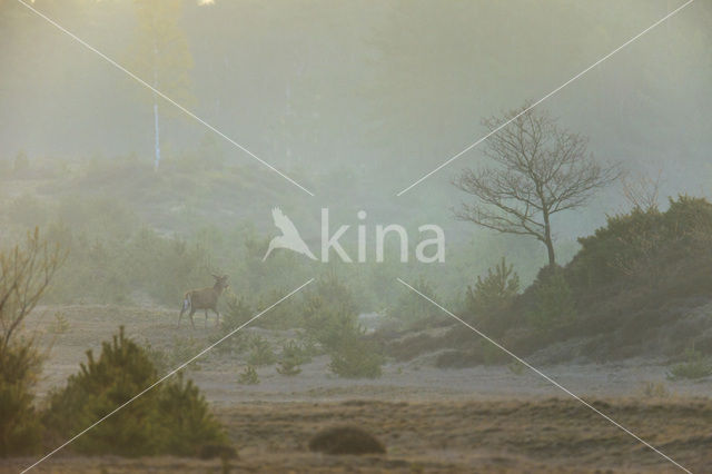 Red Deer (Cervus elaphus)