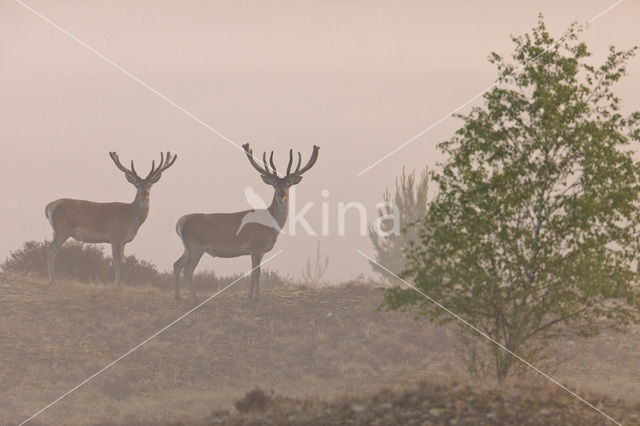 Red Deer (Cervus elaphus)