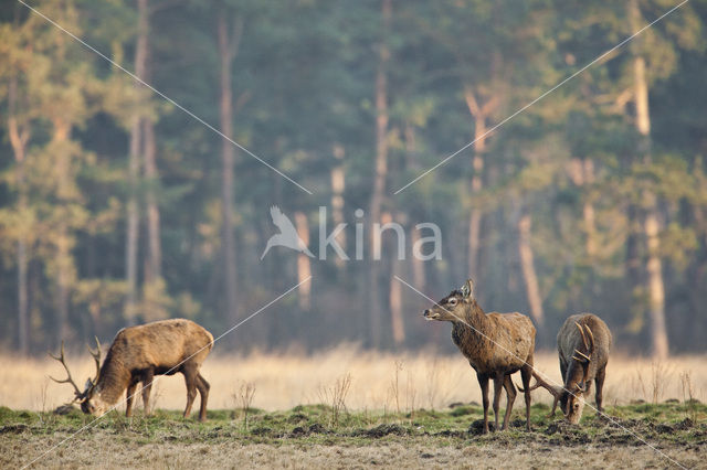 Edelhert (Cervus elaphus)