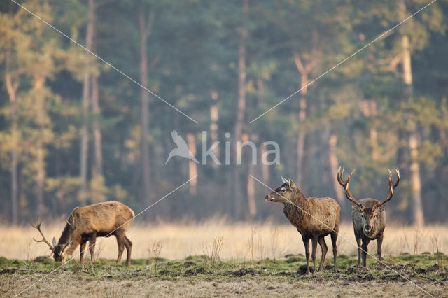 Edelhert (Cervus elaphus)