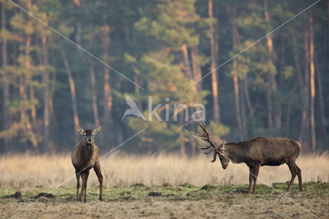 Edelhert (Cervus elaphus)