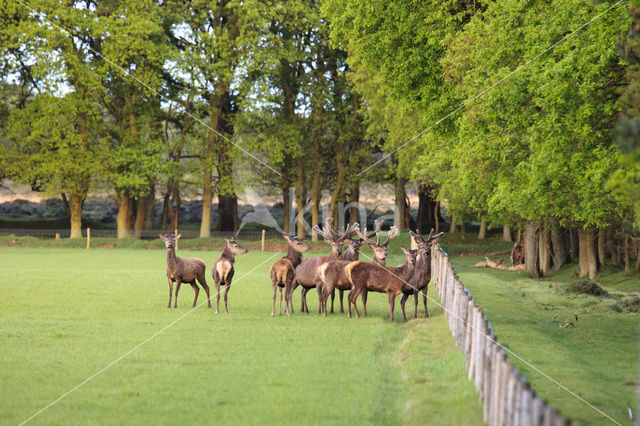 Edelhert (Cervus elaphus)