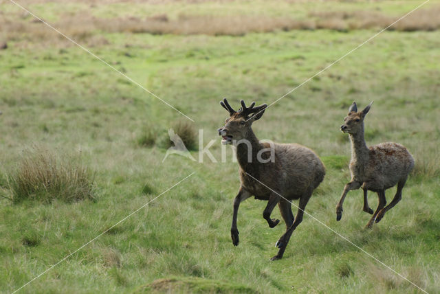 Edelhert (Cervus elaphus)