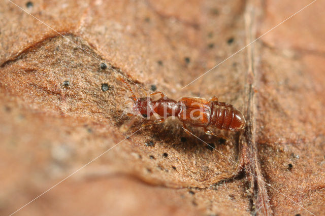 Euplectus karstenii