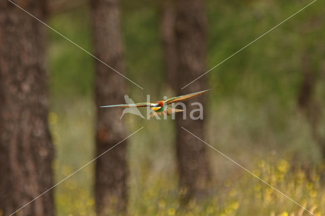 Europese Bijeneter (Merops apiaster)