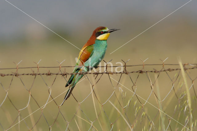 European Bee-eater (Merops apiaster)