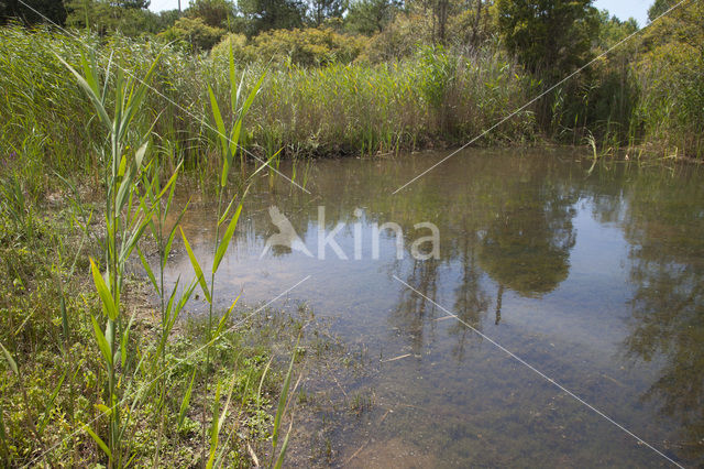 Gaffelwaterjuffer (Coenagrion scitulum)