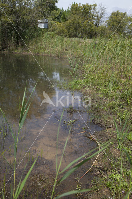 Gaffelwaterjuffer (Coenagrion scitulum)