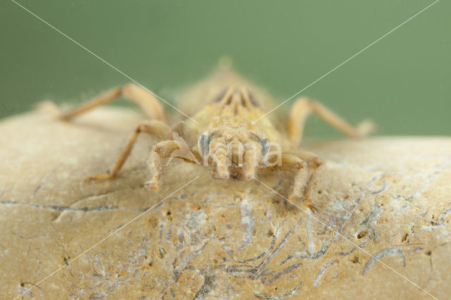 Gele rombout (Gomphus simillimus)