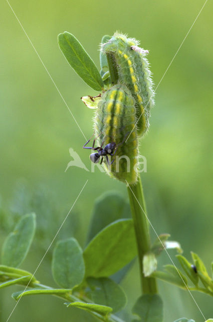 Getand blauwtje (Polyommatus daphnis)