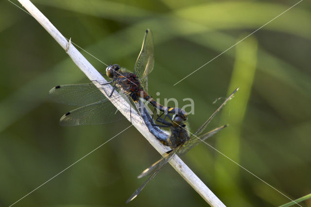 Gevlekte witsnuitlibel (Leucorrhinia pectoralis)