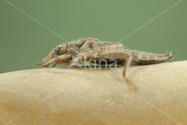 Gevorkte rombout (Gomphus graslinii)