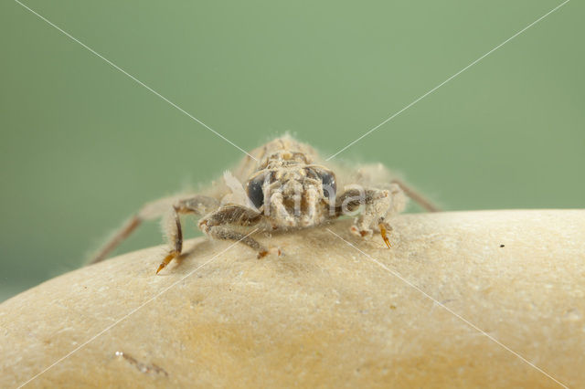 Gevorkte rombout (Gomphus graslinii)