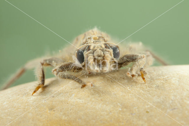 Gevorkte rombout (Gomphus graslinii)