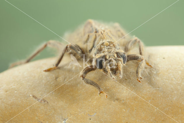 Gevorkte rombout (Gomphus graslinii)