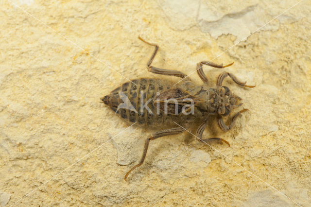 Gevorkte rombout (Gomphus graslinii)