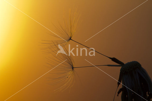 Gewone paardenbloem (Taraxacum officinale)