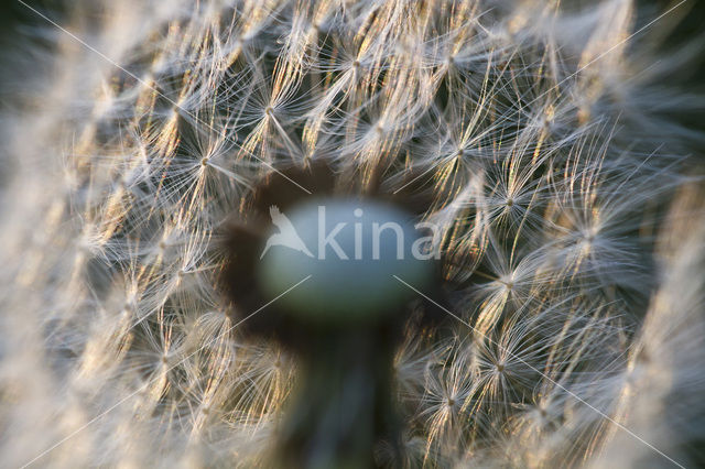 Gewone paardenbloem (Taraxacum officinale)