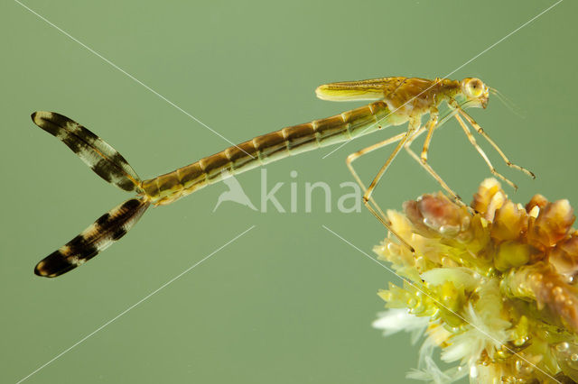 Gewone pantserjuffer (Lestes sponsa)