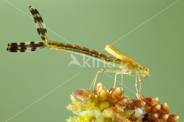 Gewone pantserjuffer (Lestes sponsa)