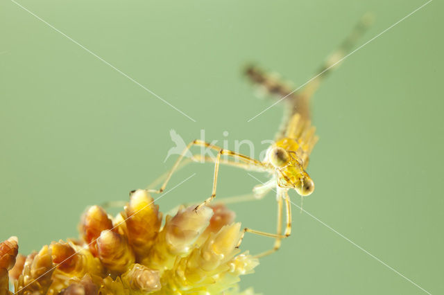 Gewone pantserjuffer (Lestes sponsa)