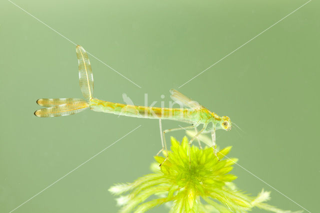 Gewone pantserjuffer (Lestes sponsa)