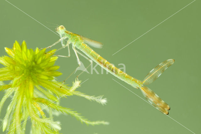 Gewone pantserjuffer (Lestes sponsa)