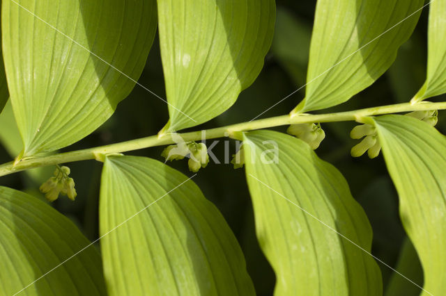 Gewone salomonszegel (Polygonatum multiflorum)