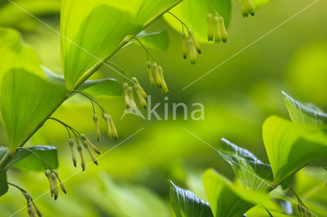 Gewone salomonszegel (Polygonatum multiflorum)