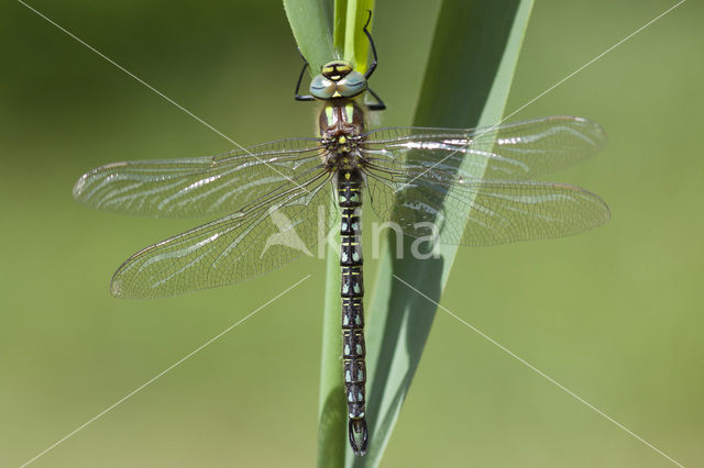 Glassnijder (Brachytron pratense)