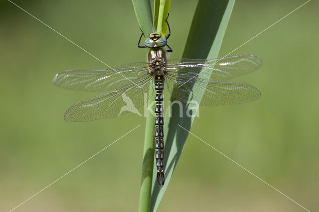 Glassnijder (Brachytron pratense)