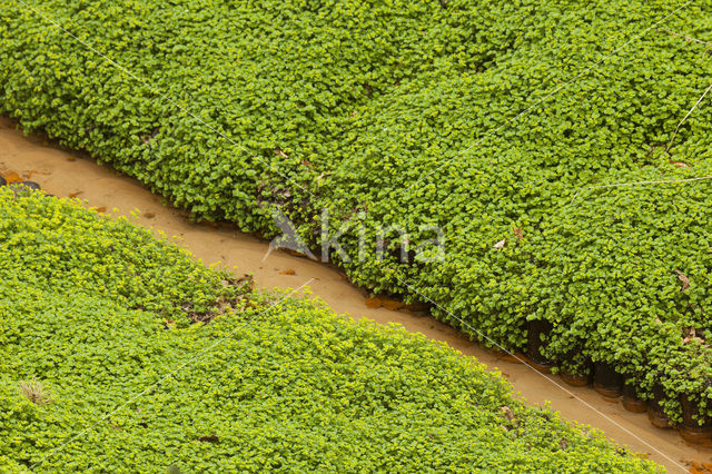 Goudveil (Chrysosplenium spec.)