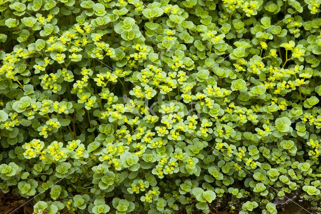 Goudveil (Chrysosplenium spec.)