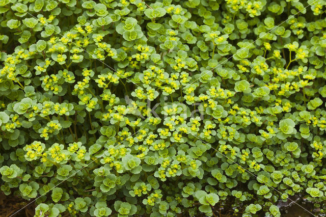 Goudveil (Chrysosplenium spec.)