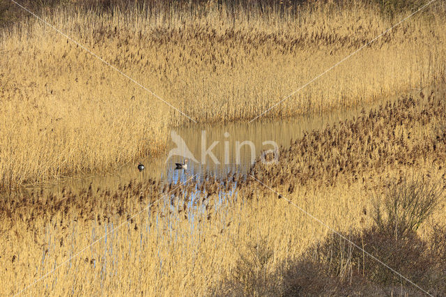 Grauwe Gans (Anser anser)