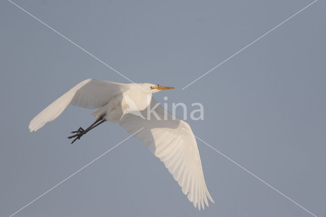 Grote zilverreiger (Casmerodius albus)