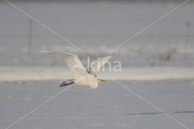 Grote zilverreiger (Casmerodius albus)