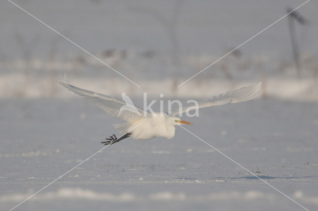 Grote zilverreiger (Casmerodius albus)