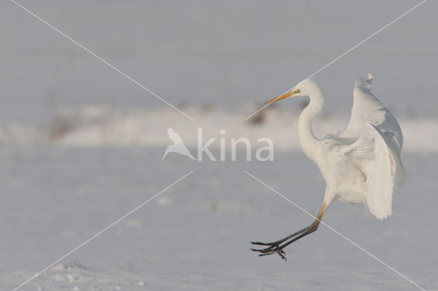 Grote zilverreiger (Casmerodius albus)