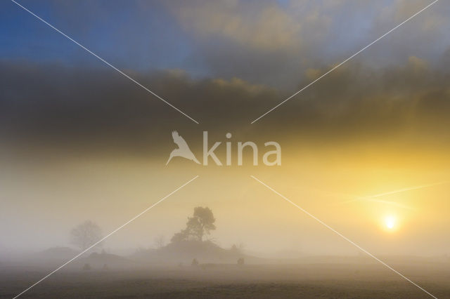 Scots Pine (Pinus sylvestris)