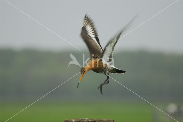 Grutto (Limosa limosa)