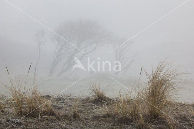 Marram (Ammophila arenaria)