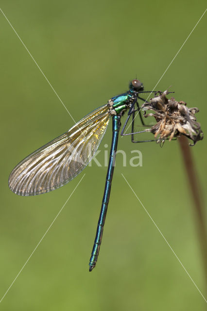 Iberische beekjuffer (Calopteryx xanthostoma)