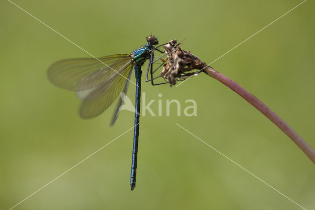 Western Demoiselle